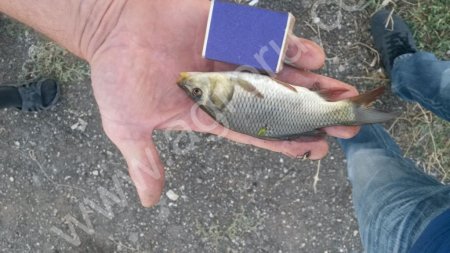 Малек карпа, белого амура, толстолобика