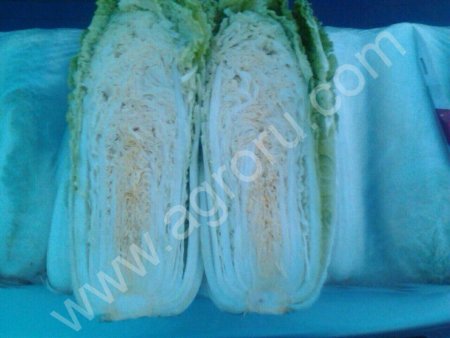 Пекинская капуста