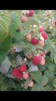 Саженцы ремонтантной малины Полька