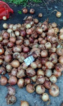 Лук 1 сорт оптом от производителя