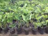 Рассада клубники