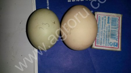 инкубационное яйцо