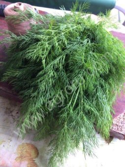 Укроп, петрушка, лук зелёный.