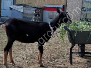 Альпийская козочка Сандгоу.