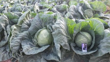 КАПУСТА БЕЛОКАЧАННАЯ