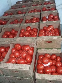 Томат оптом от производителя