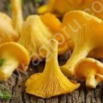 Дорого лисичку и белый гриб