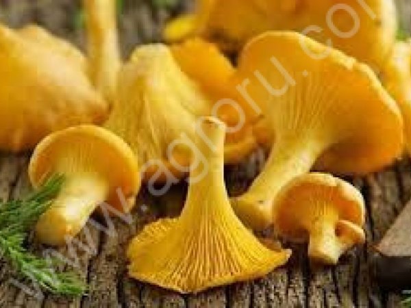 Дорого лисичку и белый гриб