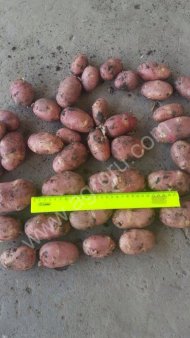 картофеля оптом