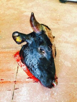 Головы говяжьи