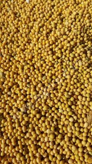 СОЯ АМУРСКАЯ ОТ ПРОИЗВОДИТЕЛЯ. УРОЖАЙ 2016