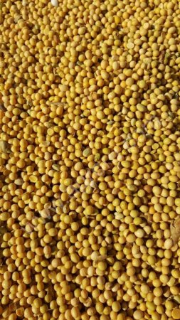 СОЯ АМУРСКАЯ ОТ ПРОИЗВОДИТЕЛЯ. УРОЖАЙ 2016