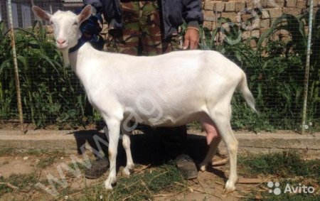 10 зааненских комолых коз