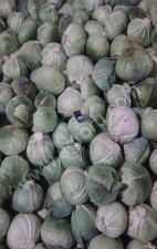 Капуста