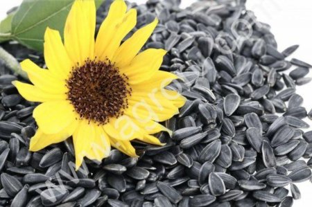 Подсолнечник из под комбайна