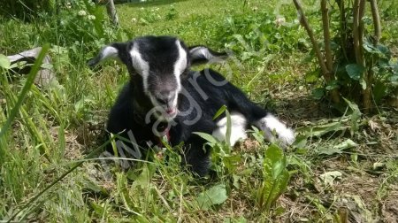 карликовый камерунский козлик