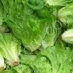 Салаты ( Айсберг, Романо и др.)