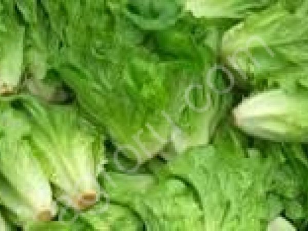 Салаты ( Айсберг, Романо и др.)