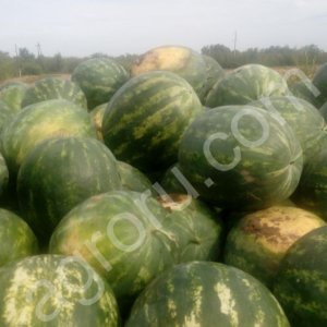 Арбуз