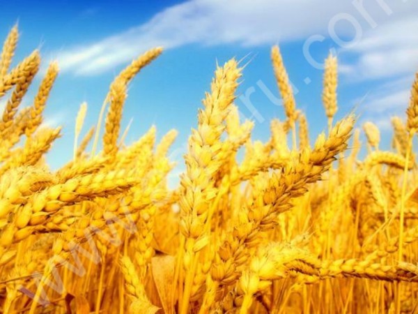 пшеницу 3 кл