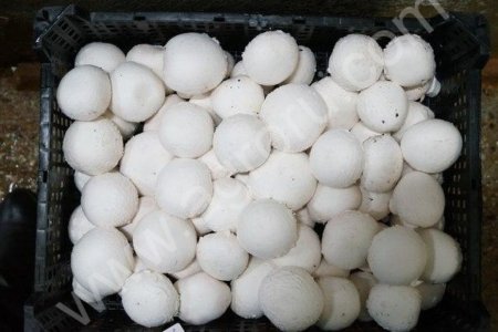 шампиньоны свежие