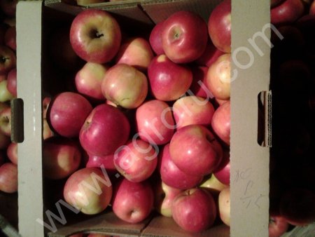 Яблоко Айдаред