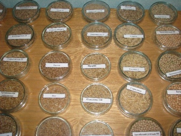 Предпочтение конкурентоспособным сельхозкультурам