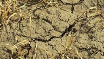 Челябинская область: Аграрии считают погибшие посевы