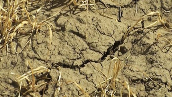 Челябинская область: Аграрии считают погибшие посевы