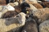 Живые бараны овцы на курбан