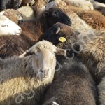 Живые бараны, овцы на курбан.