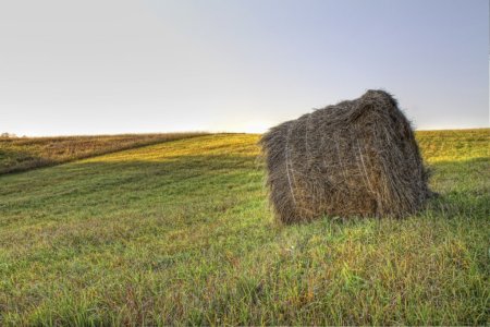 Урожая в Омской области не будет не только из-за жары