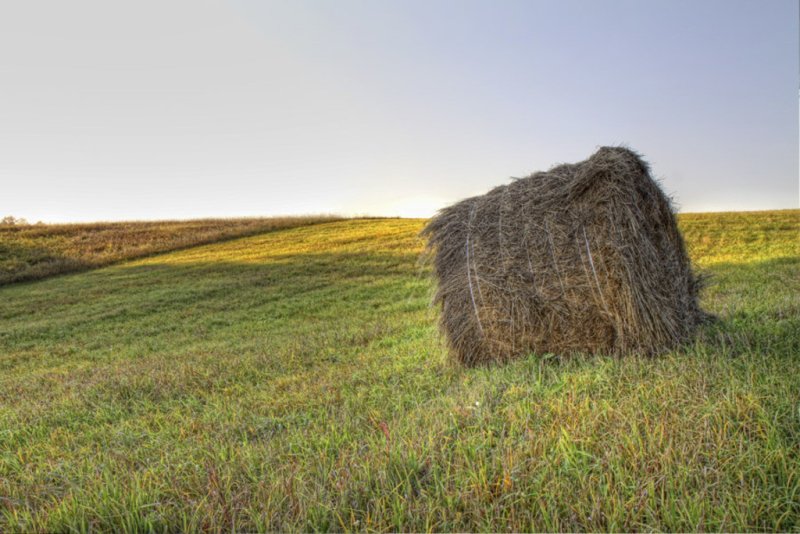 Урожая в Омской области не будет не только из-за жары