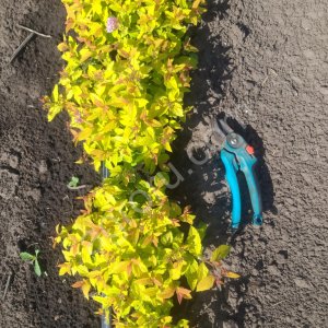 Спирея в сортах ОКС