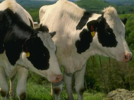 На Киевщине массово скупают коров