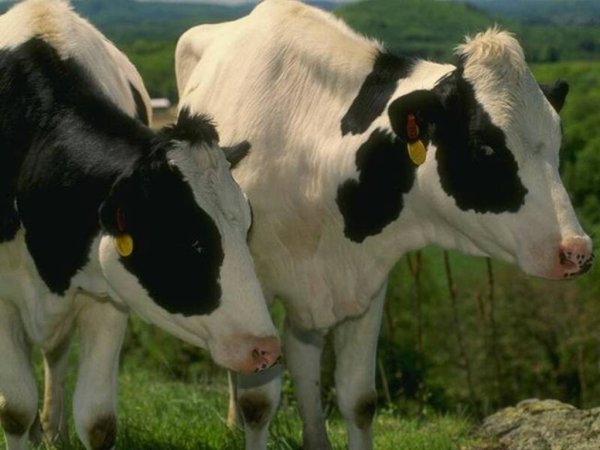 На Киевщине массово скупают коров