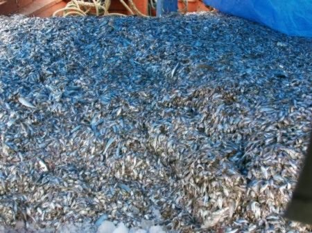 Объединение промрайонов поможет сайроловам