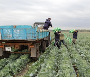 В Бурятии собрали больше картофеля и овощей, чем планировалось