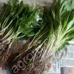 Черемша саженцы с луковицами для посадки