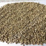 Семена из конопли