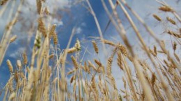 Парламентский комитет одобрил госмонополию на экспорт зерна