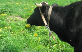Доброе слово и корове приятно, уверены лучшие доярки Алтайского края