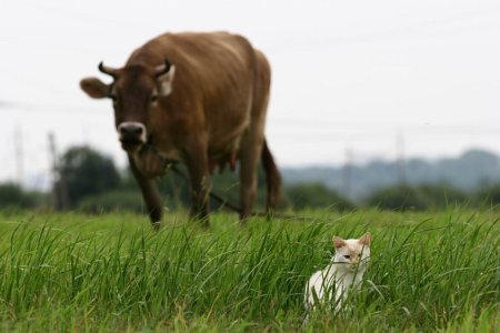 Бонитировки молочного направления