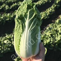 Пекинская капуста