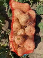 Тыква Матильда