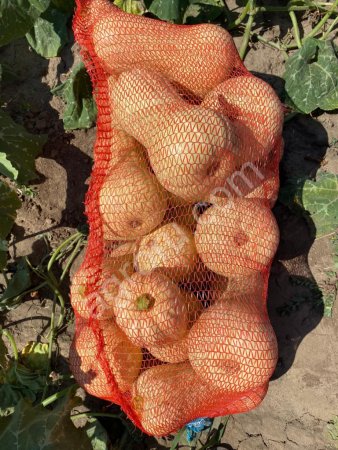 Тыква Матильда