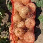 Тыква Матильда