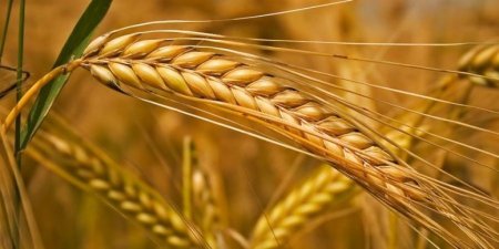 Подсолнечник из Молдовы уходит на экспорт