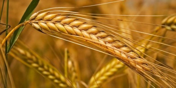 Подсолнечник из Молдовы уходит на экспорт