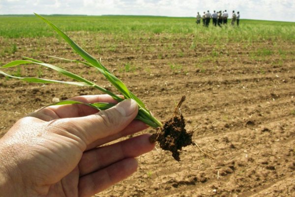 В южных районах Тульской области засуха угрожает озимым